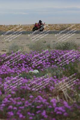 media/Jan-14-2023-SoCal Trackdays (Sat) [[497694156f]]/Turn 14 Exit Bloomig (145pm)/